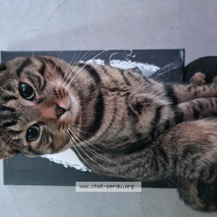 Photo 1/1 Oppo Chat perdu à Belz