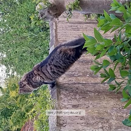 Photo de chat perdu à Angouleme