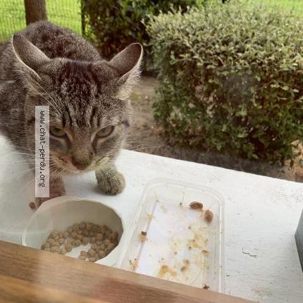 Photo de chat trouvé à Lezoux