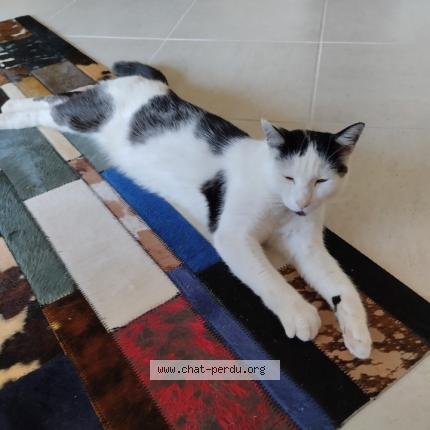 Photo de chat perdu à Angliers