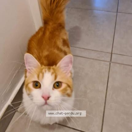 Photo de chat perdu à Labarthe Sur Leze