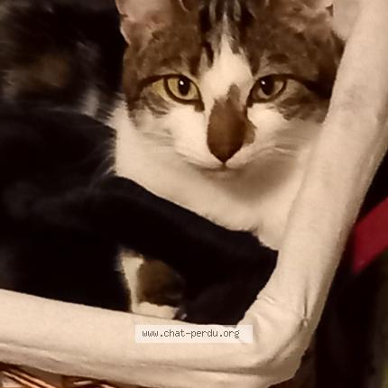 Photo 1/1 Leo Chat perdu à Pierres