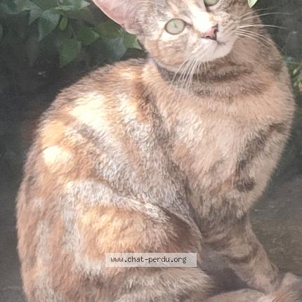 Photo de chat trouvé à St Erblon