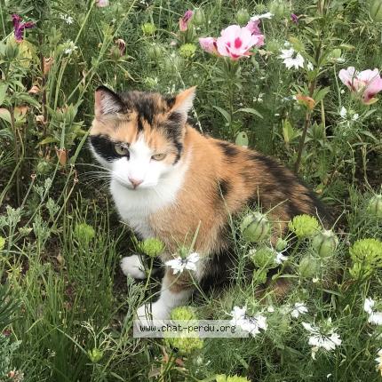 Photo 1/1 Pika Chat perdu à Habere poche