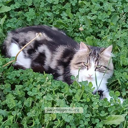 Photo 1/1 Rikiss Chat perdu à St vallier