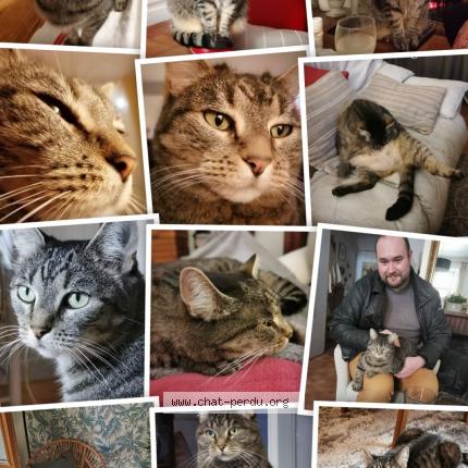 Photo de chat perdu à Buzet Sur Tarn