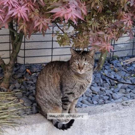 Photo 1/1 Chat retrouvé Perdu à Castelsarrasin