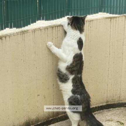 Photo 1/1 Chat retrouvé Perdu à Niort