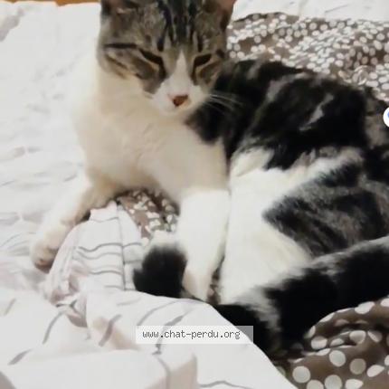 Photo de chat perdu à Allauch