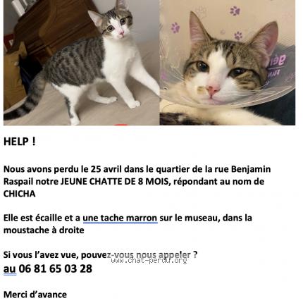 Photo de chat perdu à Malakoff