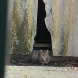 Photo de chat trouvé à Bayonne