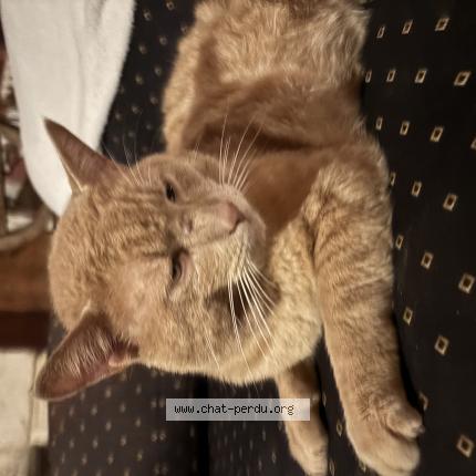 Photo 1/1 Patate Chat perdu à Argenvilliers