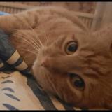 Photo de chat perdu à Lege Cap Ferret
