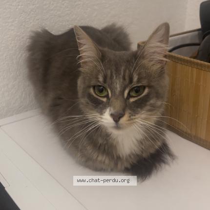 Photo 1/1 Chat retrouvé Trouvé à Colomiers