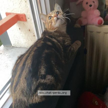 Photo de chat perdu à Chambly