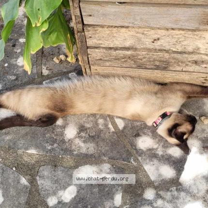 Photo 1/1 Chat retrouvé Perdu à La devise