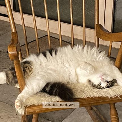 Photo de chat perdu à Eglise Neuve D Issac