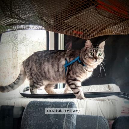 Photo 1/1 Chat retrouvé Perdu à Saint Chely D Apcher