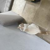 Photo de chat perdu à Houilles