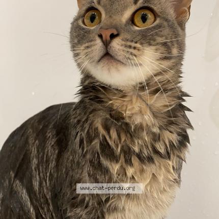 Photo 1/1 Chat retrouvé Perdu à Marseille
