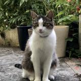 Photo de chat perdu à Geneve