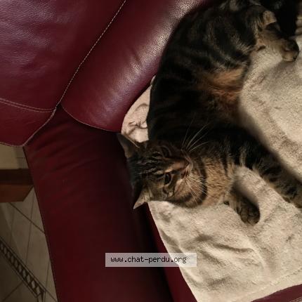 Photo de chat perdu à Fontenay Sur Loing