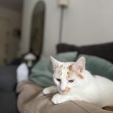 Photo de chat perdu à Fontenay Le Fleury