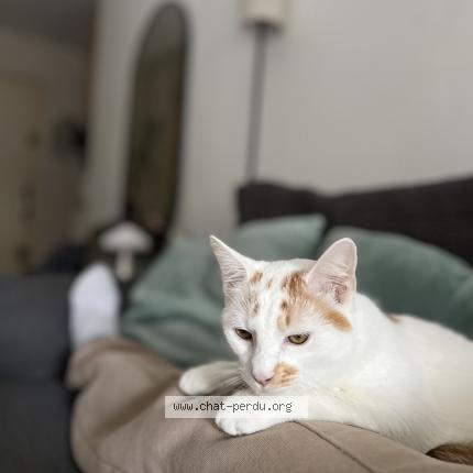 Photo 1/1 Chat retrouvé Perdu à Fontenay le fleury