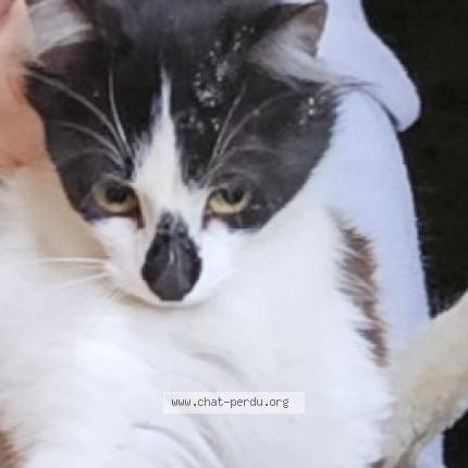 Photo de chat trouvé à Agen