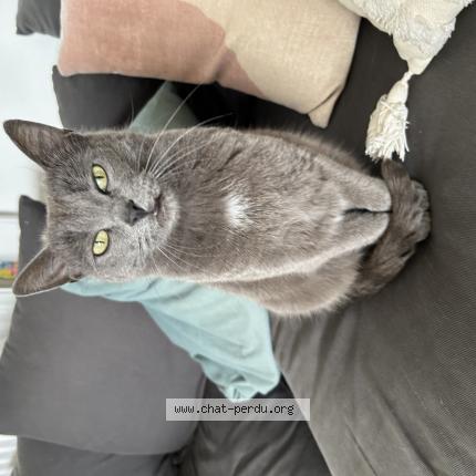 Photo 1/1 Chat retrouvé Trouvé à Rillieux La Pape