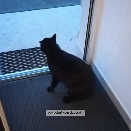 Photo de chat perdu à Lumes