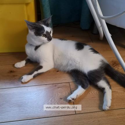 Photo de chat perdu à Clamart