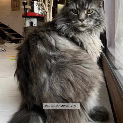 Photo 1/1 Chat retrouvé Perdu à Toulouse