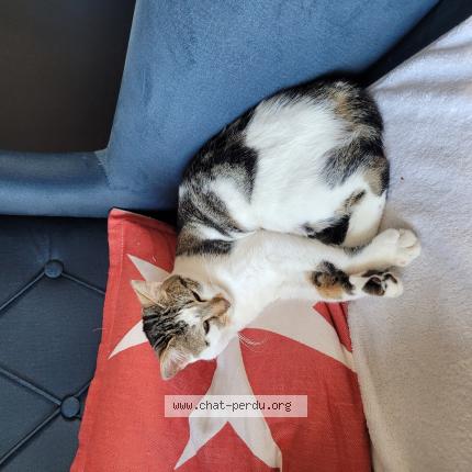 Photo de chat perdu à Saint Maur Des Fosses