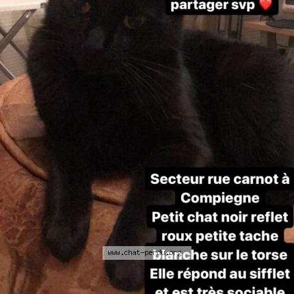 Photo de chat perdu à Compiegne