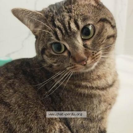 Photo de chat perdu à Paris