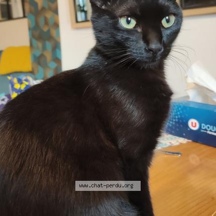 Photo 1/1 Padou Chat perdu à Saint maximin la sainte baume