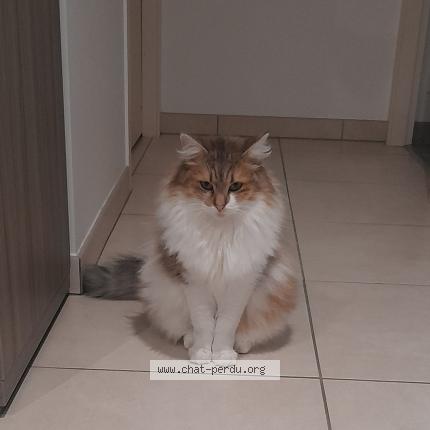 Photo de chat perdu à Fresnay En Retz