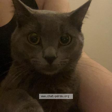 Photo de chat perdu à Paris