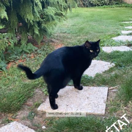 Photo 1/1 Chat retrouvé Perdu à Saint Maur Des Fosses