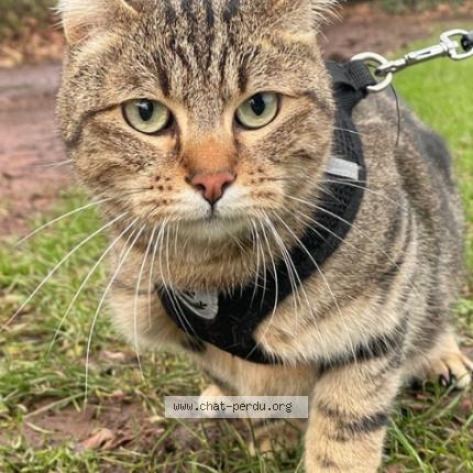 Photo de chat perdu à Lille