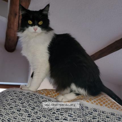 Photo de chat perdu à Issoire