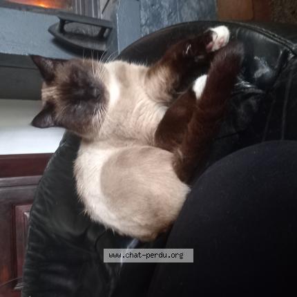Photo de chat perdu à Boigny Sur Bionne