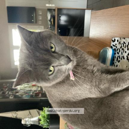 Photo 1/1 Chat retrouvé Perdu à Colomiers