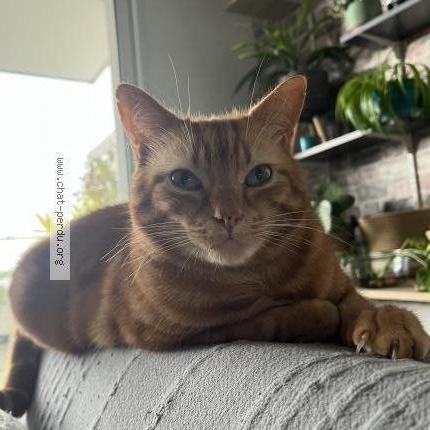 Photo de chat perdu à Quimper