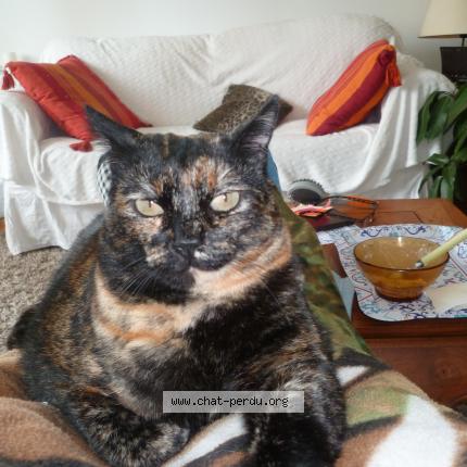 Photo de chat perdu à Aveize