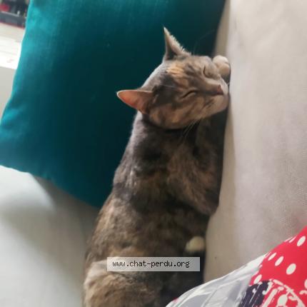 Photo de chat perdu à Toulouse