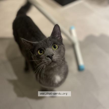 Photo de chat perdu à Rodez