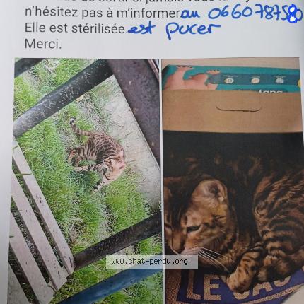 Photo de chat perdu à Waziers