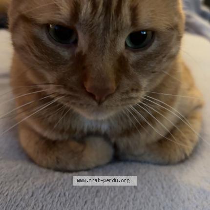 Photo de chat perdu à Strasbourg
